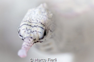 Reef Top Pipe Fish, Portrait by Marco Fierli 